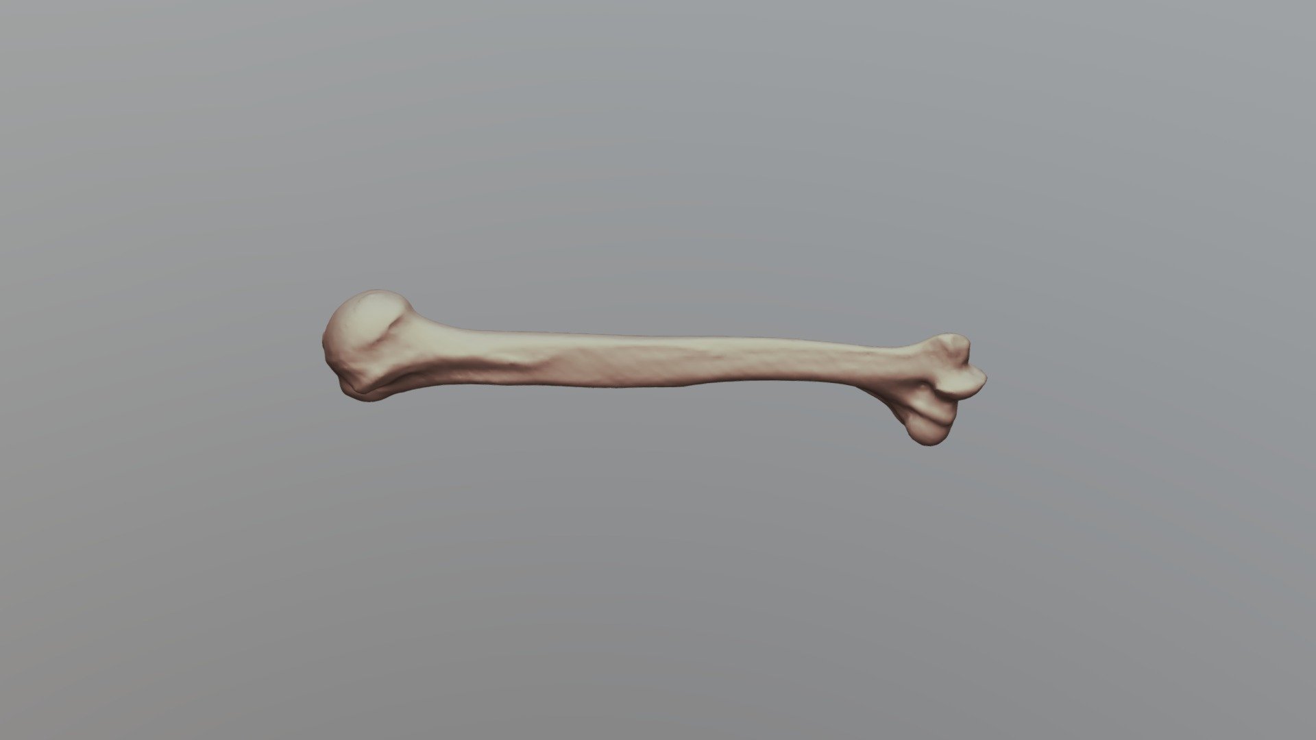 Human Humerus - University of Oklahoma Anatomy - 3D model by bobbyreed ...