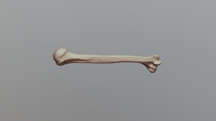 Human Humerus - University of Oklahoma Anatomy 3D Model
