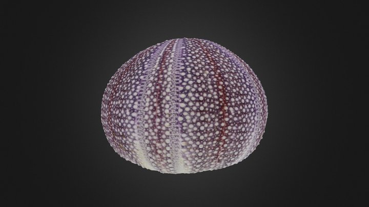 Echinoid: Strongylocentrotus (PRI 78783)