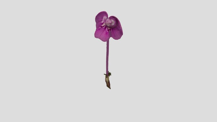 P. siphonantha 3D Model