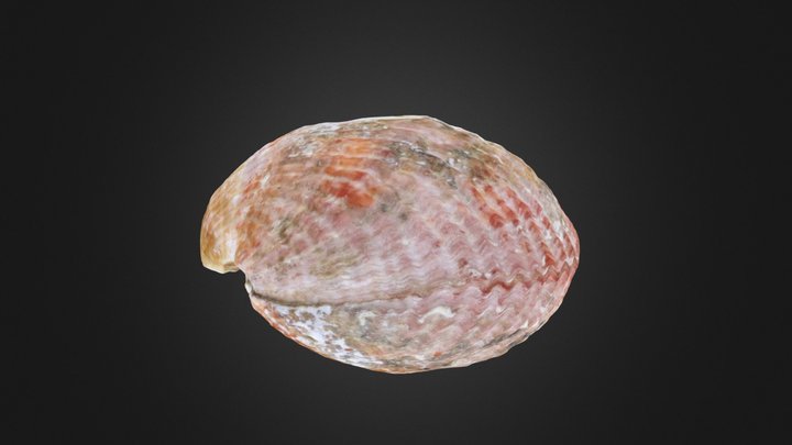 Recent Brachiopod – Gratis 3D-model STL