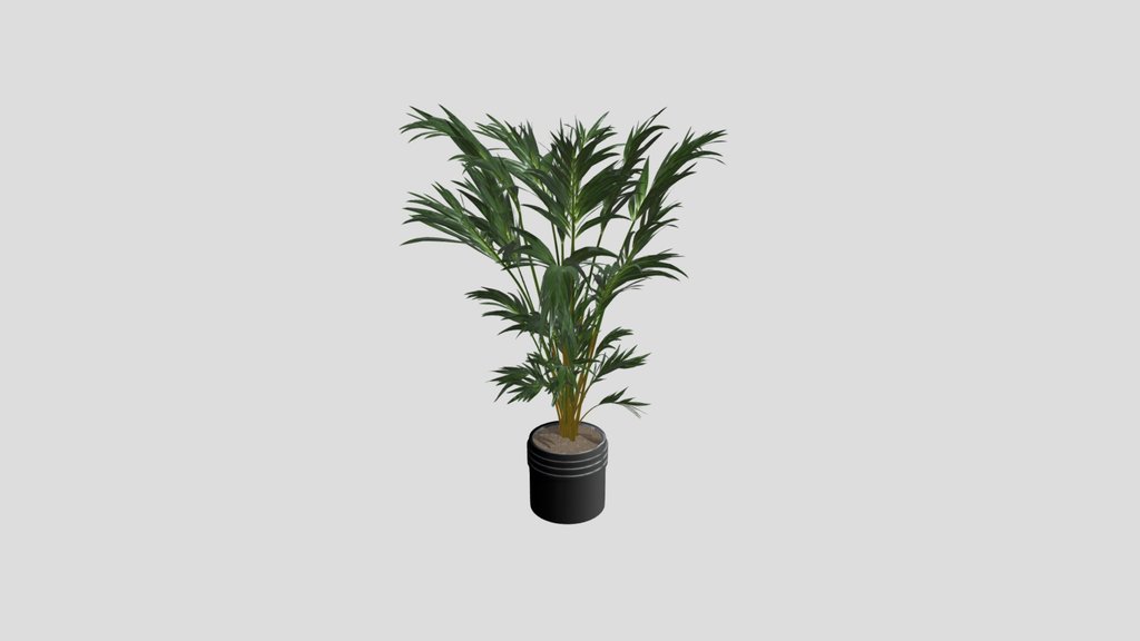 Palm Plant