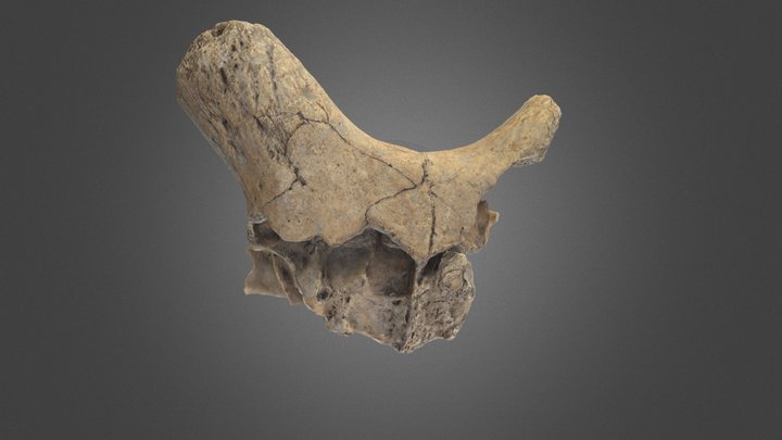 Chalcolithic sheep skull 3D Model