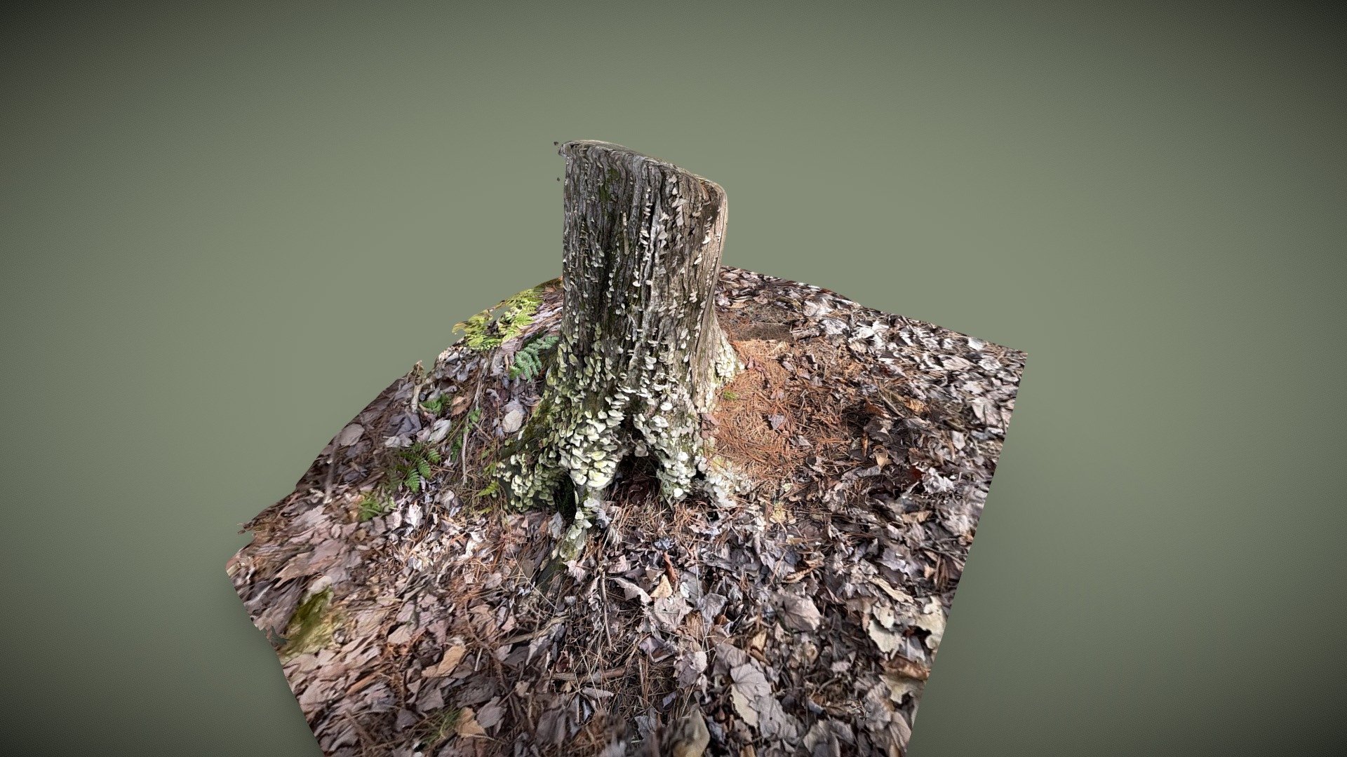 Tree Stump in Quebec