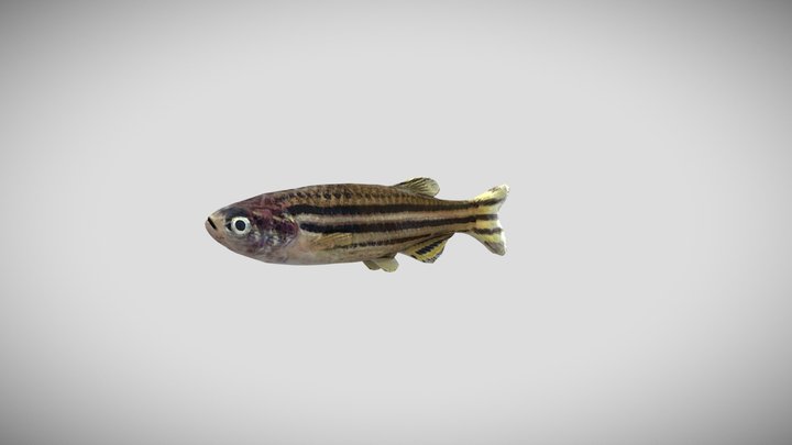 Zebrafish 3D Model