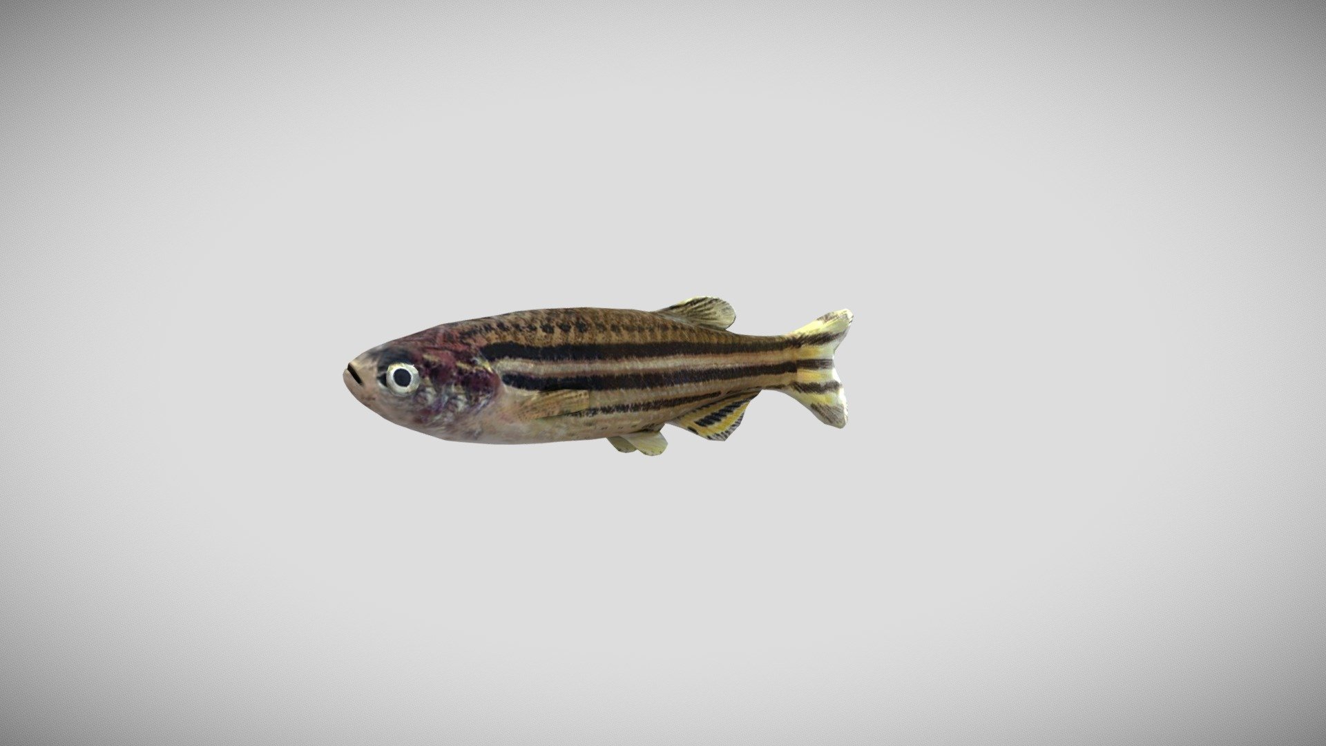 Zebrafish 3D model by Andreas Øium (andoiu) [ff8cd79] Sketchfab