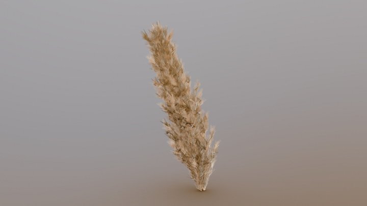 Branch of a Dry Flower