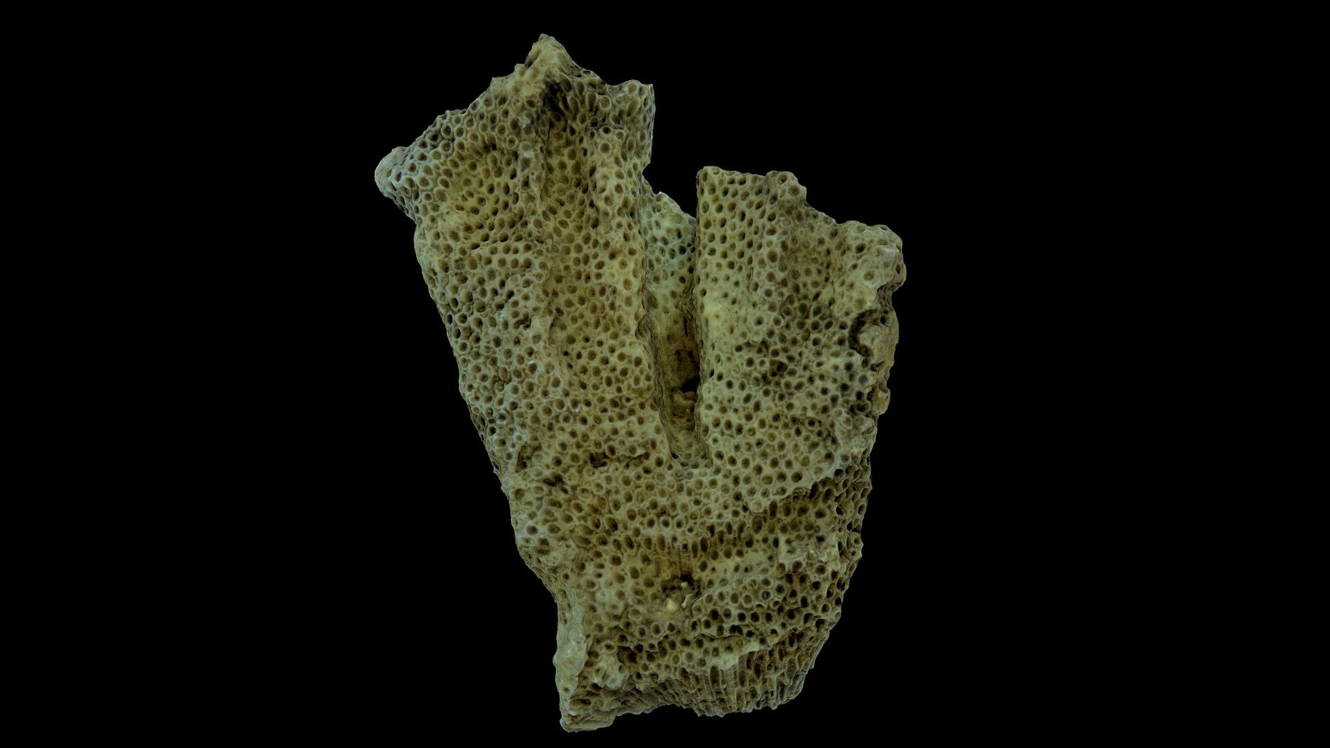 Fossil coral 3
