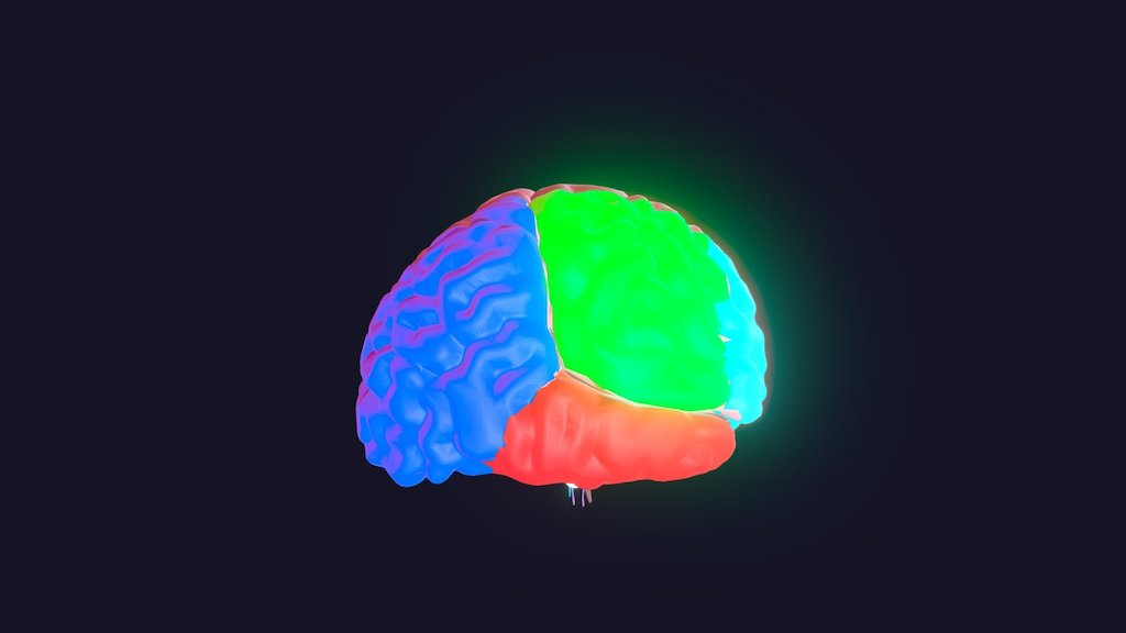 Cerebrum Model - 3D model by Leumaster [ff9c7ba] - Sketchfab