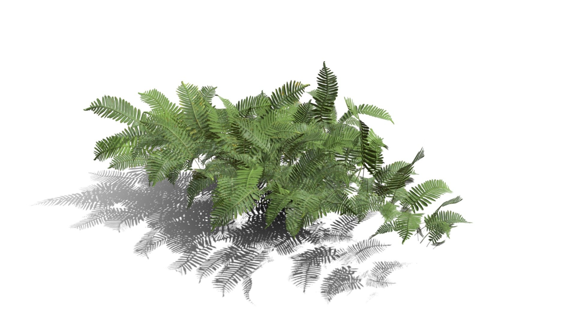Realistic HD Common polypody fern (35/55) — Sketchfab embed 3D viewer