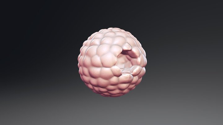 Human Embryo 2 Week 3D Model