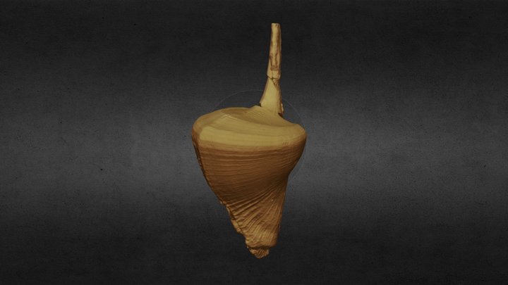 e561_Syntyp_C.aliforme 3D Model