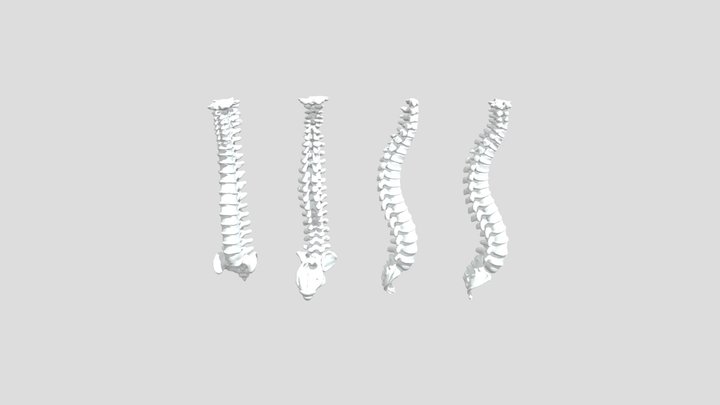 Spinal Anatomy Views 3D Model