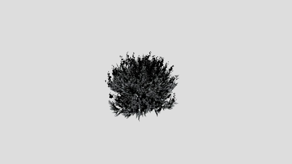 Shurb Caryopteris Bluebeard Animated