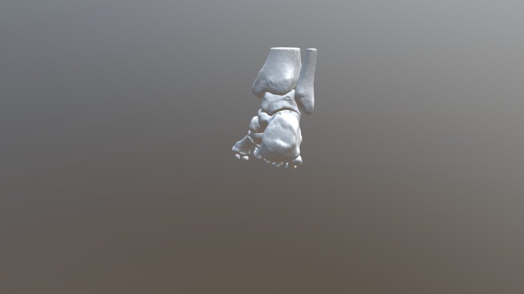 Foot Whole