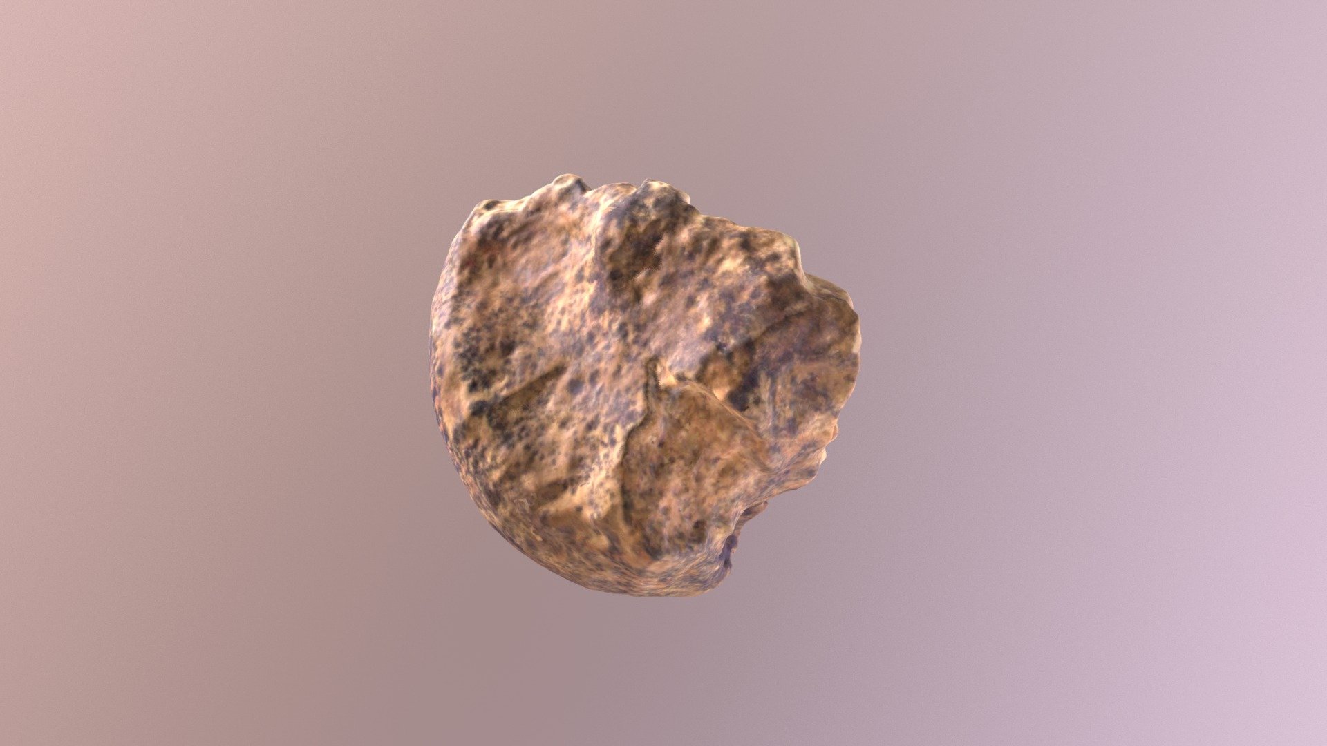 Smilodon Gracilis Femoral Head (VCU_3D_3111)