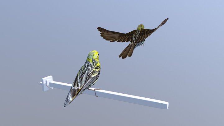 FlyHigh - Birds 3D Model