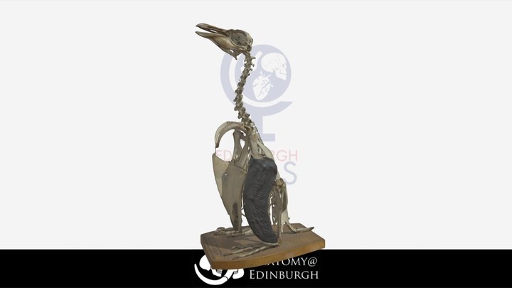Macaroni Penguin [Eudyptes Chrysolophus] 3D Model