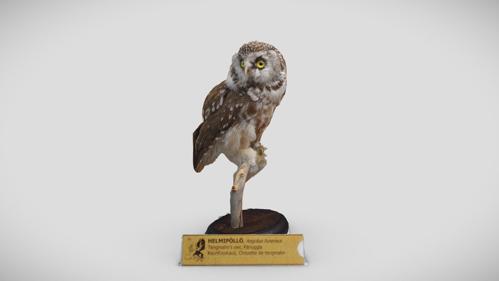 Helmipöllö (Aegolius funereus)