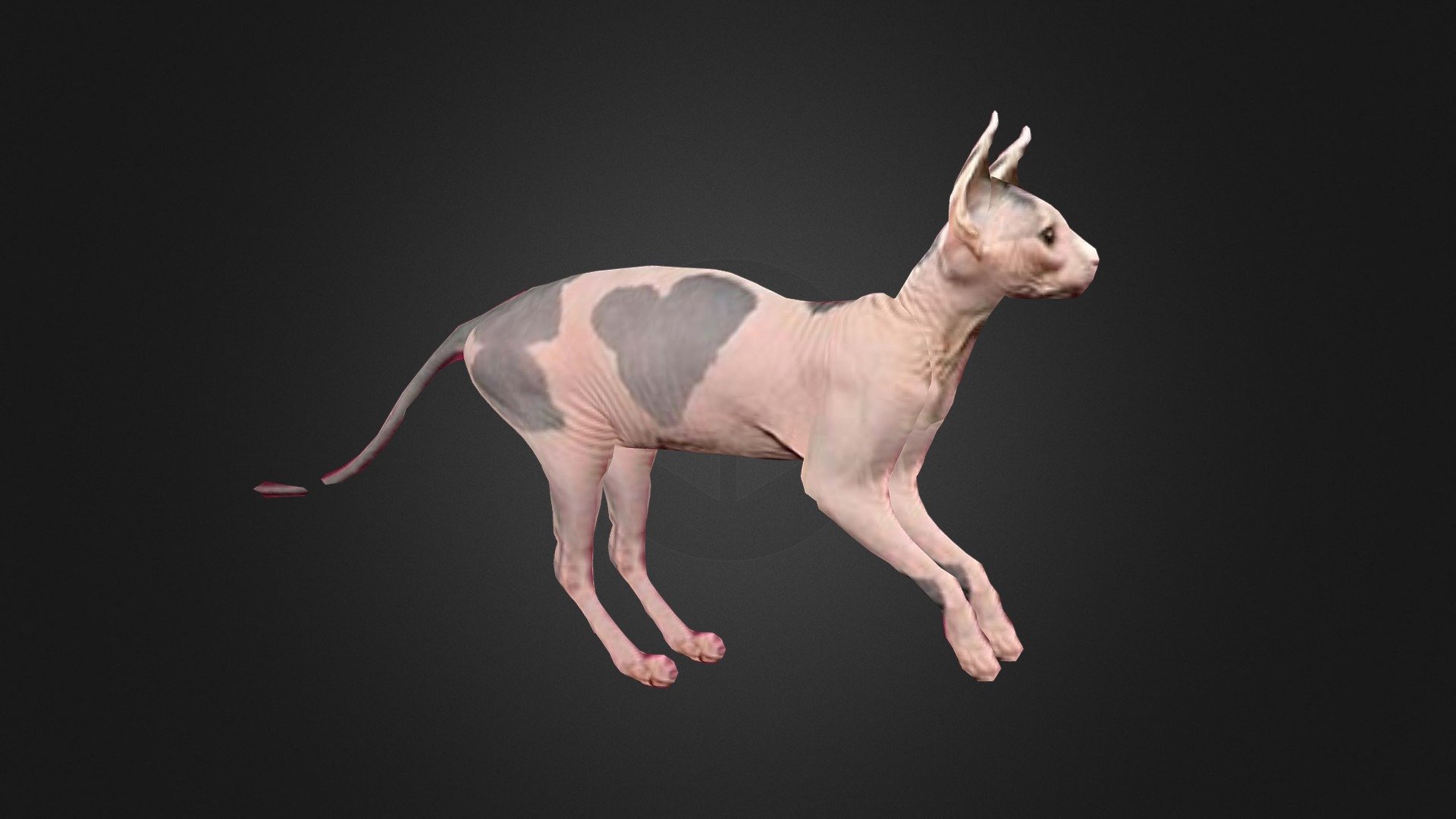 Sphynx Cat