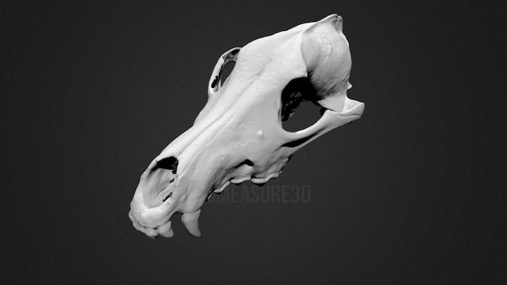 Coyote Skull 3D Scan 3D Model