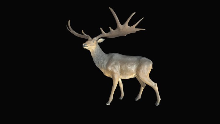 Megaloceros giganteus 3D Model