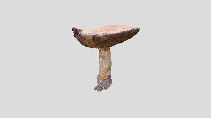 Mushroom photogrammetry 3D Model