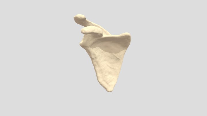 Scapula Sketchfab 3D Model