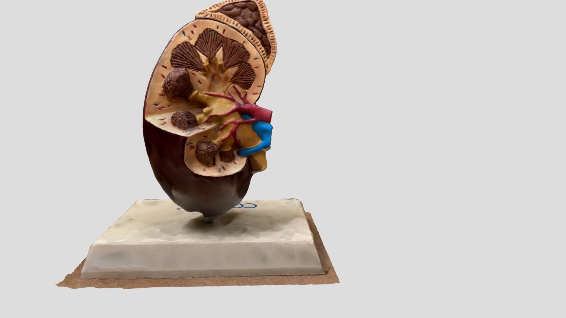 Kidney