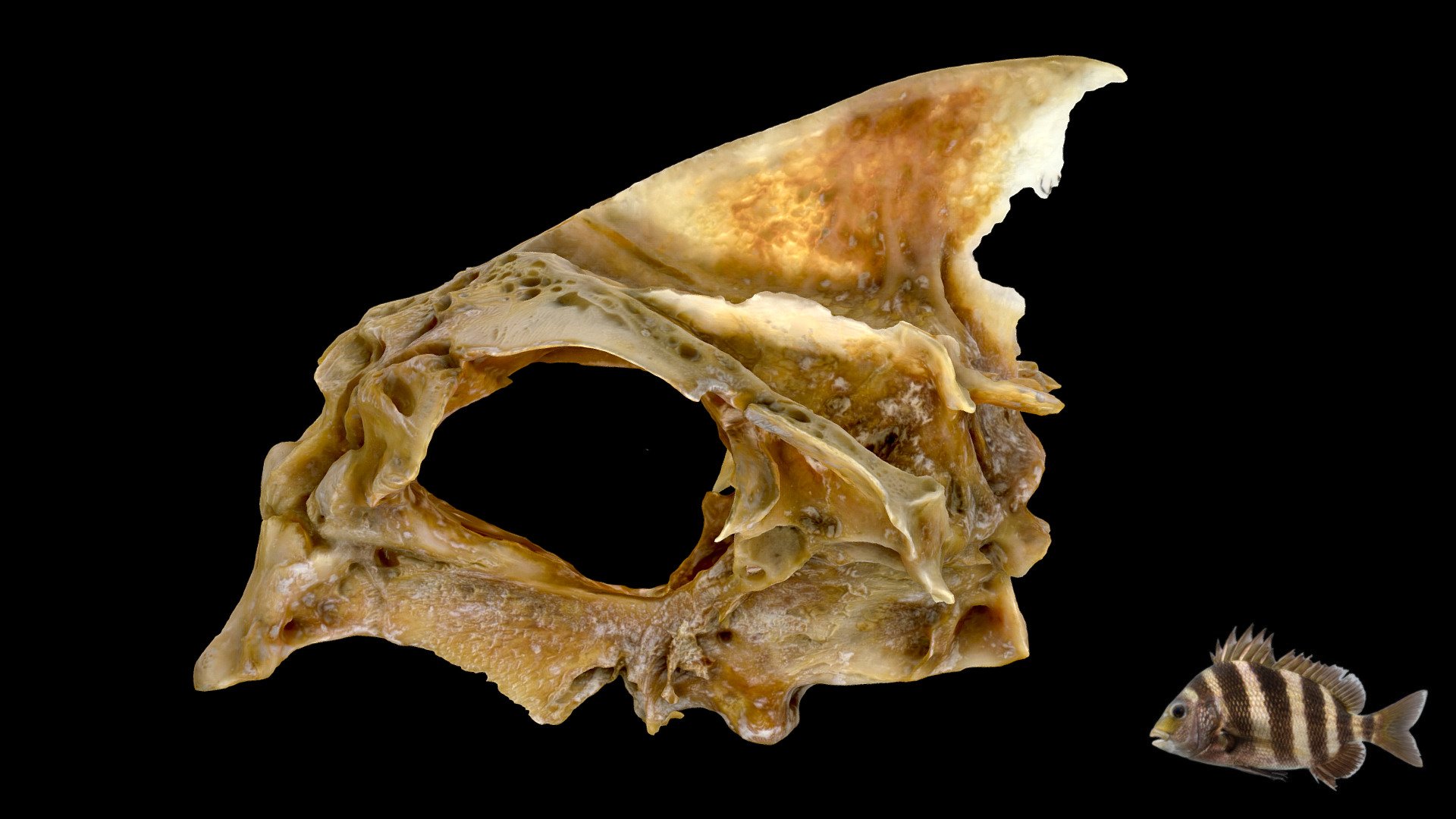 Sheepshead fish skull (neurocranium) - 3D model by Blackburn Lab (@ufherps)  [ffd32a7]