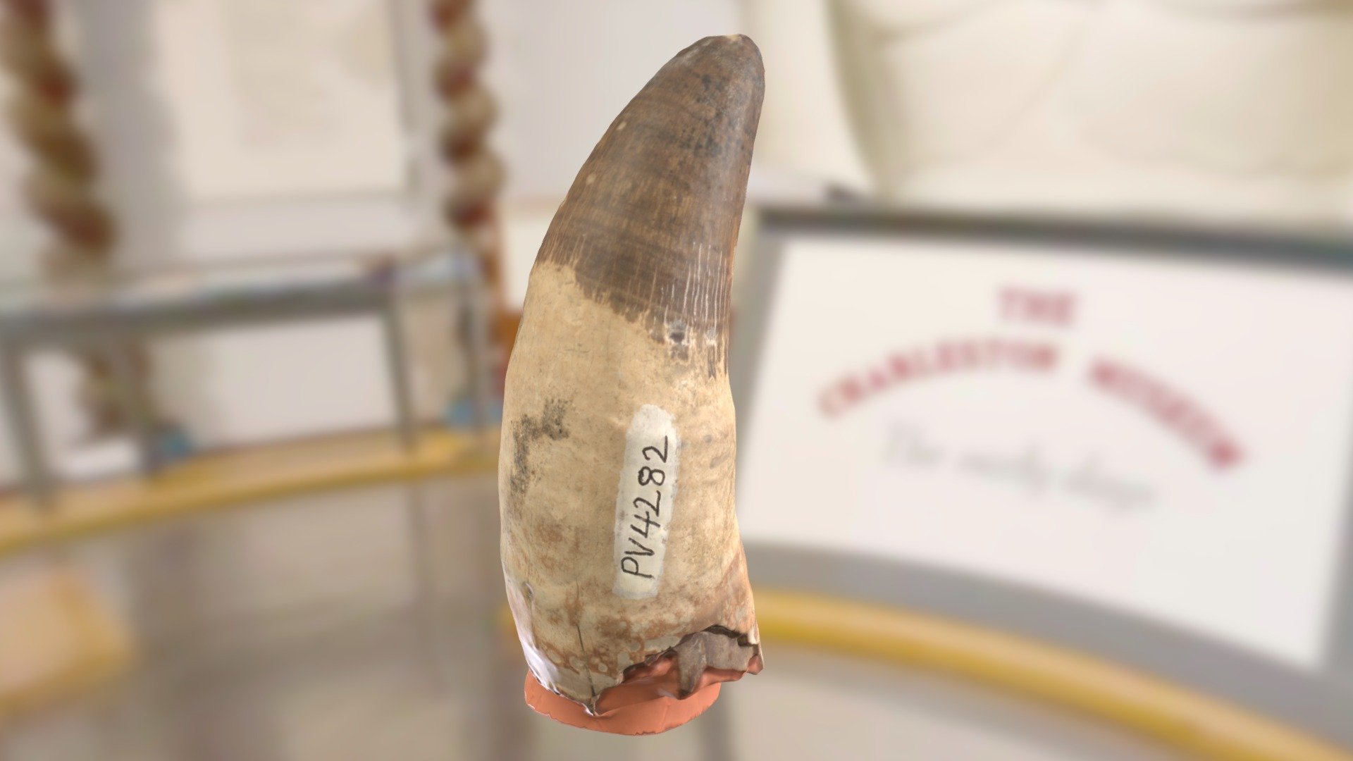 ChM PV4282 - Thecachampsa (Gavialosuchus) tooth