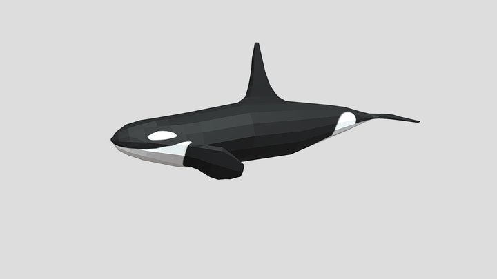 Low Poly Cartoon Orca Killer Whale 3D Model