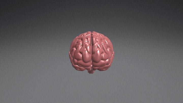 Brain 3D Model