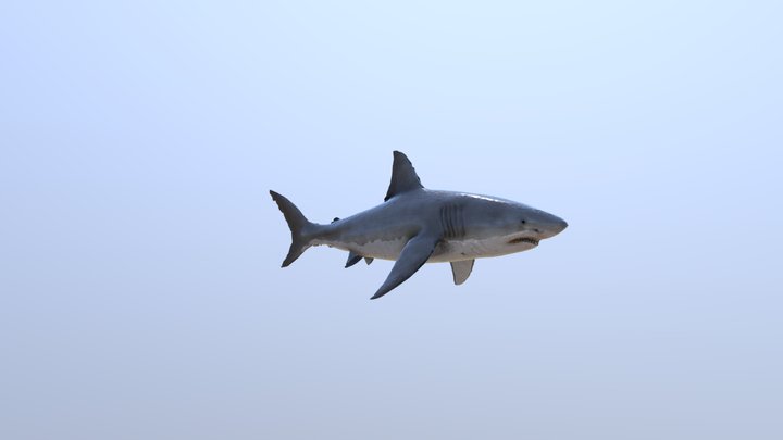 Shark Photogrammetry Experiment 3D Model