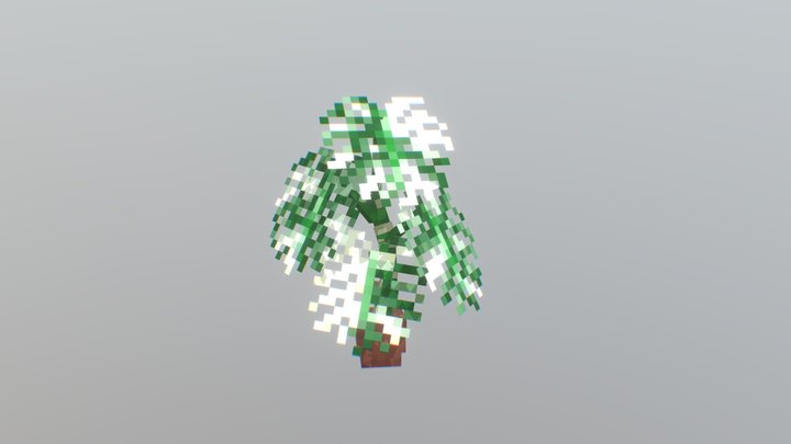 Monstera Albo Borsigiana 3D Model