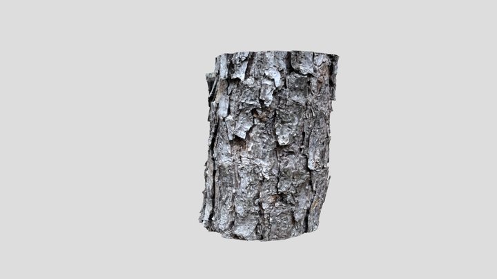 Photogrammetry scan of a pine tree 3D Model