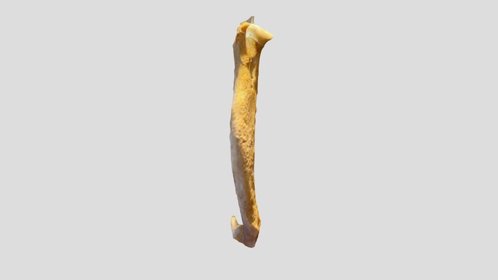 Geriatric dog jaw left 3D Model