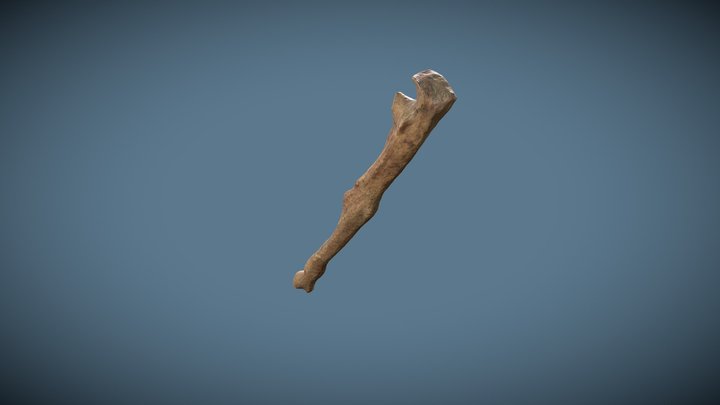 SRP6775 Fractured Left Ulna 3D Model