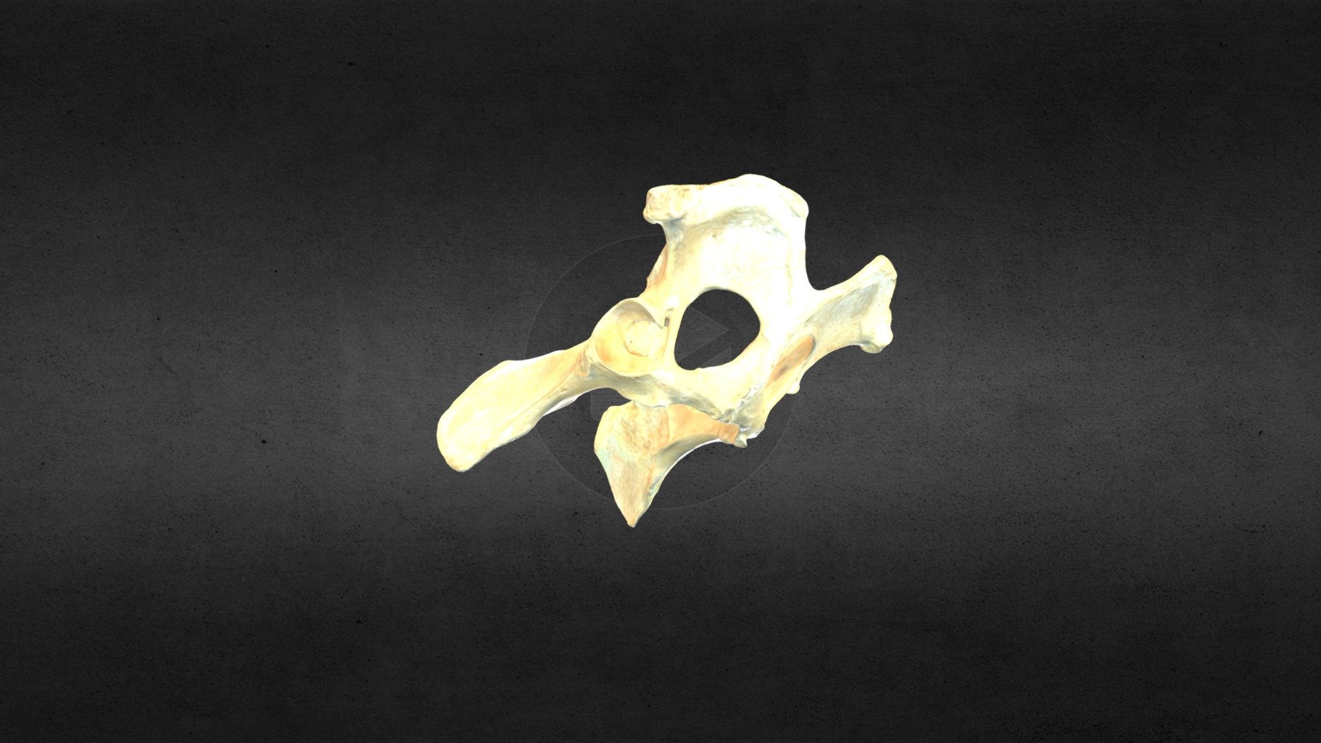 MSCC089 Canis latrans Pelvis