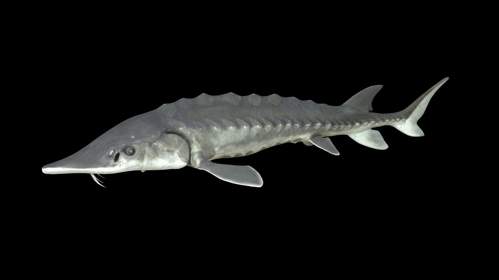 Model 66A - Atlantic Sturgeon