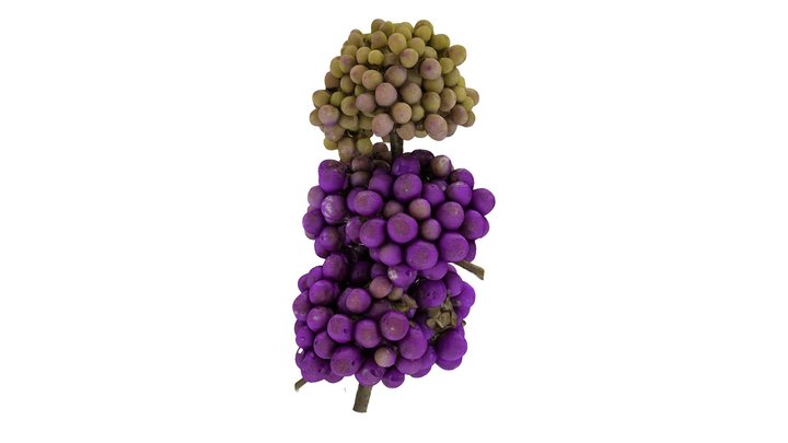 Beautyberry (Callicarpa americana) 3D Model
