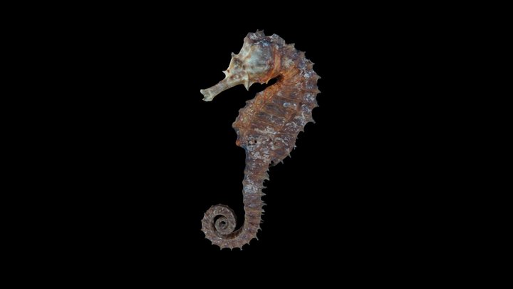 Seahorse 3D Model