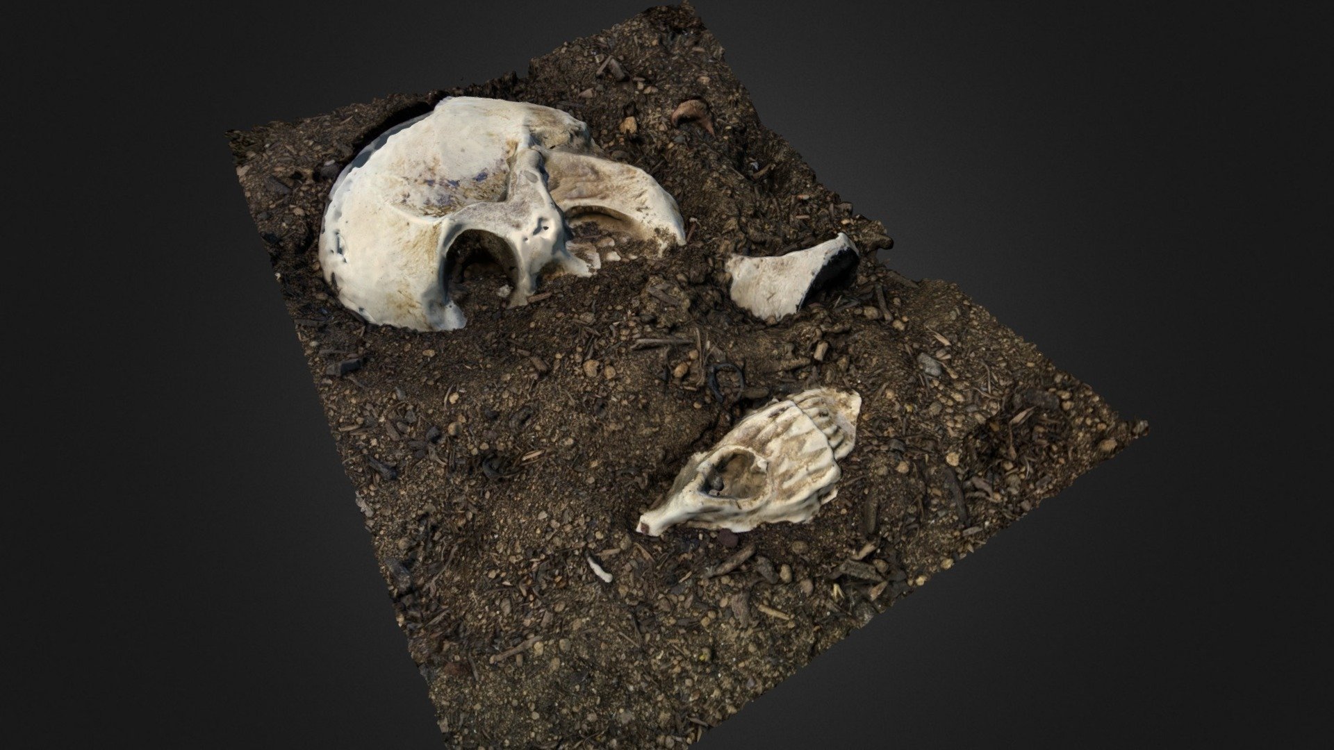 Halloween Skulls #2