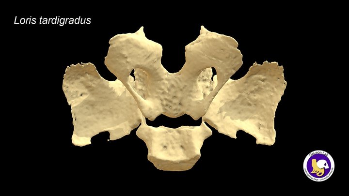 Sphenoid (newborn Loris tardigradus) 3D Model