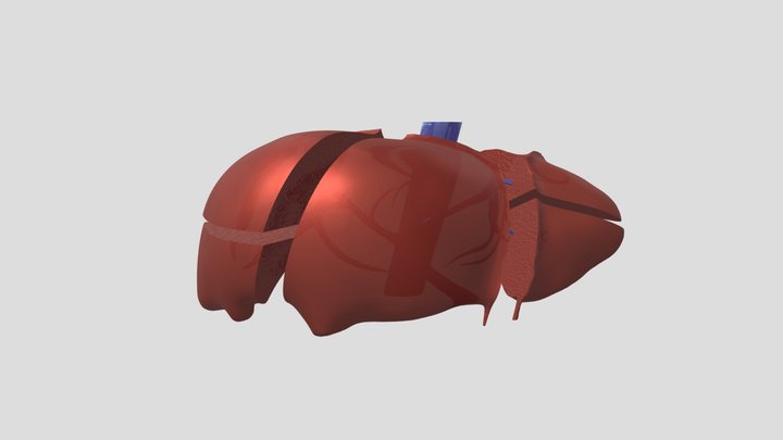 Liver(couinaud) 3D Model