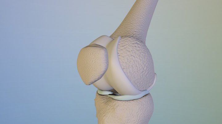 human knee 3D Model
