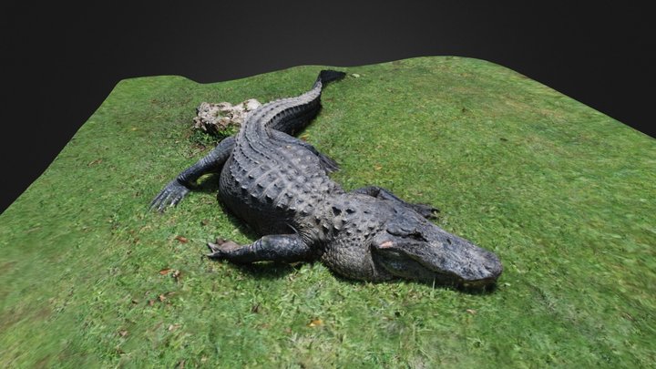 Alligator reduced: 1,300K polys to 113K 3D Model