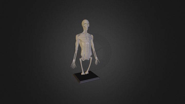 Muscles_Study 3D Model