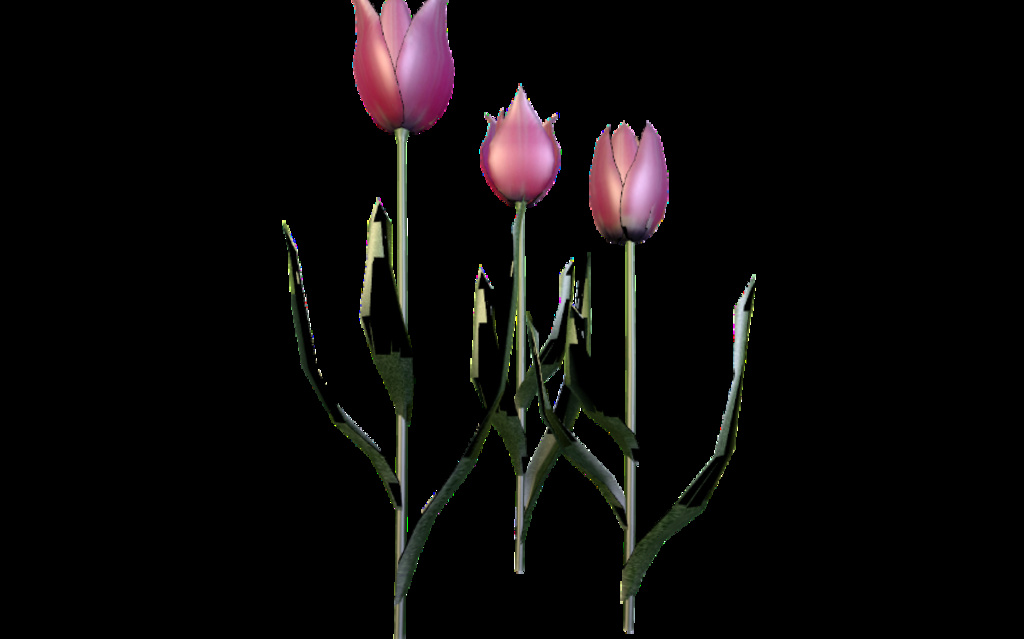 3Tulips.zip