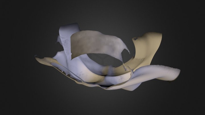 Anita TRUP.ply 3D Model
